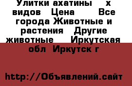 Улитки ахатины  2-х видов › Цена ­ 0 - Все города Животные и растения » Другие животные   . Иркутская обл.,Иркутск г.